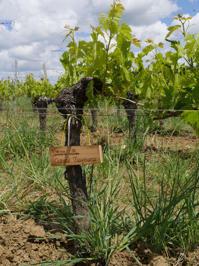 Виноградник на урожай